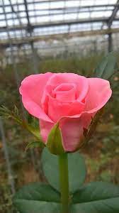 Rosa Rosada Pink Rose Flores Flowers Amazing Flowers Freesia Flowers Wonderful Flowers