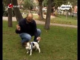 Jack Russell Terrier Ev Kopekleri Egitimi Youtube