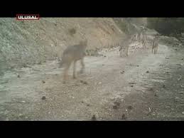 Burdur Da Fotokapanla Kurt Surusu Goruntulendi Youtube