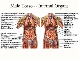 I will be making the male series of body images. Atlas A General Orientation To Human Anatomy Ppt Video Online Download