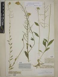 Image result for Crambe kilimandscharica