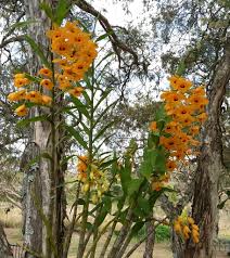 Image result for Ocimum fimbriatum