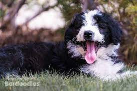 Doodle puppy looks at each bordoodle puppy as a family member. Bordoodle Border Collie Poodle Mix Info Pictures Facts Traits Doggie Designer