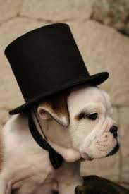 Pin By Levette N On Dogs Dog Top Baby Dogs Top Hat