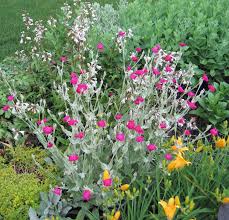 Chaxiraxi puges | last updated: I Regret Planting And Other Topics Carol J Michel