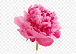 Peonies Png Free Download Pink Carnation Flowers Clipart Transparent Png Vhv Magenta flower transparent clip art image. pink carnation flowers clipart