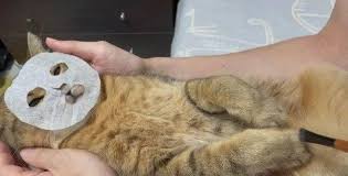 Image result for Cyphostemma glandulosissimum