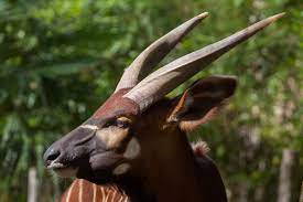 Texas Exotic Hunting Outfitter Montgomery Properties Ranch Close To Dfw