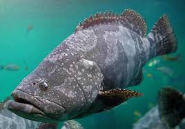 2 kg de peixe (linguado, pescada, namorado, robalo, dourado). Peixes Sem Escamas E Com Escamas Principais Diferencas