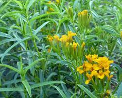Make money when you sell · ebay money back guarantee Mexican Mint Marigold Sweet Mace Mexican Tarragon