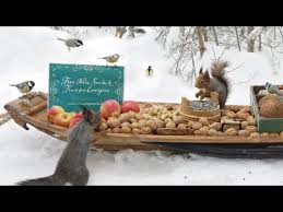 24 The Traveling Bird Feeder Relax With Squirrels Birds 1 Hour Youtube Bird Feeders Squirrel Birds