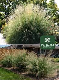 Image result for Sporobolus tenuissimus