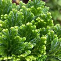 Image result for Selaginella auquieri