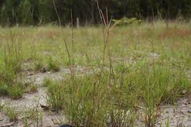 Image result for Hemarthria