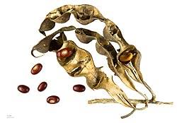 Image result for Erythrina sacleuxii