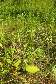 Image result for Ophioglossum reticulatum