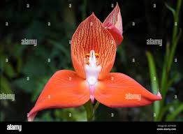 Image result for Disa robusta