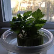The bowl should be kept in a sunny and relatively warm place. Easy Gardening Grow Vegetable Plants From Kitchen Scraps Hubpages