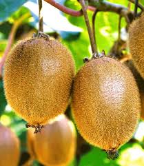 Selbstfruchtende Grossfruchtige Kiwi Solissimo Renact Baldur Garten Kiwi Pflanzen Schwarzaugige Susanne