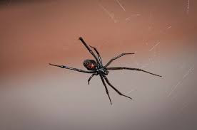 Check spelling or type a new query. Spiders In Memphis Tn Spiders Exterminator