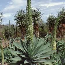 Image result for Agavaceae