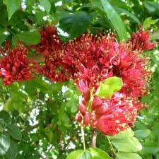 Image result for Schotia brachypetala