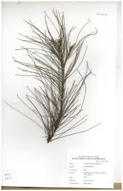 Image result for Casuarinaceae