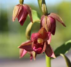 Image result for Epipactis