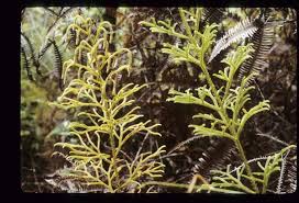 Image result for Lycopodiella cernua