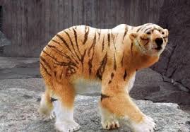 Down Sendromlu 15 Sevimli Hayvan Photoshopped Animals Animal Mashups Animals