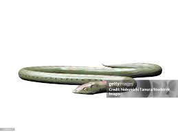 Image result for Leptonychia