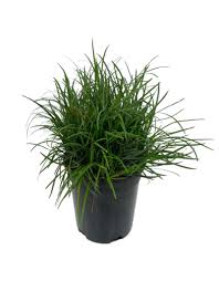 Image result for Ophiopogon