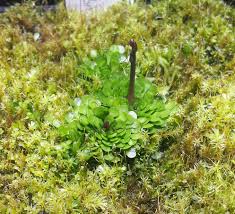 Image result for Genlisea margaretae