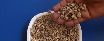 Image result for Mucuna poggei