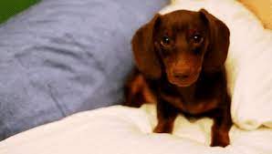 Great new birthday gif images! Best Dachshund Birthday Gifs Gfycat