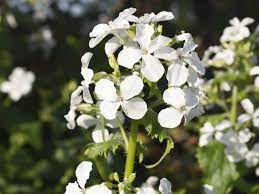 Types of white flowers uk. White Flowers For Your Garden Saga