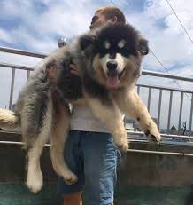 Although their long, luscious locks require regular grooming to keep them looking their best, you can take pride in the beauty and silkiness of their coats. I Believe You Also Have These Long Haired Dogs Netizens Not Only Do They Have Them But Also Raise Two Minews
