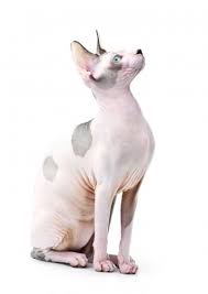 Your veterinarian will be able to spot problems, and will work with you to set up a preventive regimen that. Sphynx Hairless Cat Cat Breed Profile Petfinder