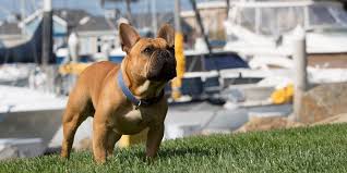 Maybe you would like to learn more about one of these? Best Dog Collars In 2021