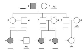 The character of genetics pedigree worksheet answer key in education. Http Www Loudoun K12 Va Us Cms Lib4 Va01000195 Centricity Domain 12338 Pedigrees 20autosomal Pdf