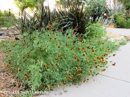 Mexican Hat Prairie Coneflower Plant Resources Home Ttu