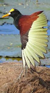 Colorful Bird With Big Feathers Pin By Cheryl Baughman On Oiseaux Beautiful Birds Pet Birds Colorful Birds