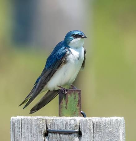 Male Image