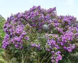 Purple ninebark is a shrub that features white or pink flowers. How To Grow Tibouchina