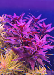 Image result for Ludwigia