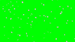 Fall leaves clip art at clker com vector clip art online royalty free public domain. Falling Cherry Blossom Petals No 1 Hd Animation Green Screen Effect æ¡œã®èŠ±å¹é›ª Youtube