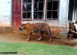 Di tempat wisata di puncak yang satu ini, kamu bisa menikmati indahnya keragaman hewan khas indonesia. Yanti Kehilangan Habitat Perilaku Harimau Menjadi Abnormal Mongabay Co Id Mongabay Co Id