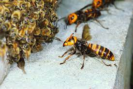 You will usually get to see these insects when they are foraging. Absurd Creature Of The Week The Huge Bee Decapitating Hornet That Can T Survive Group Hugs Wired