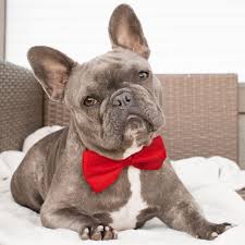 These female dog name ideas range from the most popular (you can't get more classic than lucy or bailey) to the more unique (how about mochi or jo?) — a little something for you might not have the only bella at the dog park. 102 Of The Finest Fancy Dog Names