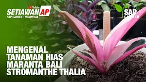 Check spelling or type a new query. Mengenal Tanaman Hias Maranta Bali Atau Stromanthe Thalia Atau Calathea Multicolor Sap Garden Youtube